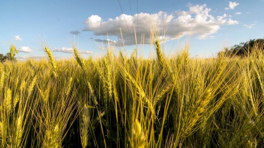 la-fao-registro-un-“salto-significativo”-de-los-precios-internacionales-de-los-alimentos